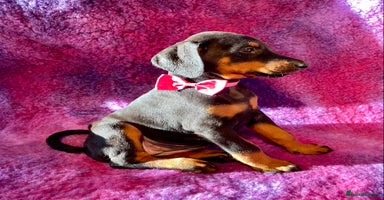 Dobermann dogs KC REGISTERED HEALTH TESTED EUROPEAN DOBERMAN PUPS - Advert 5