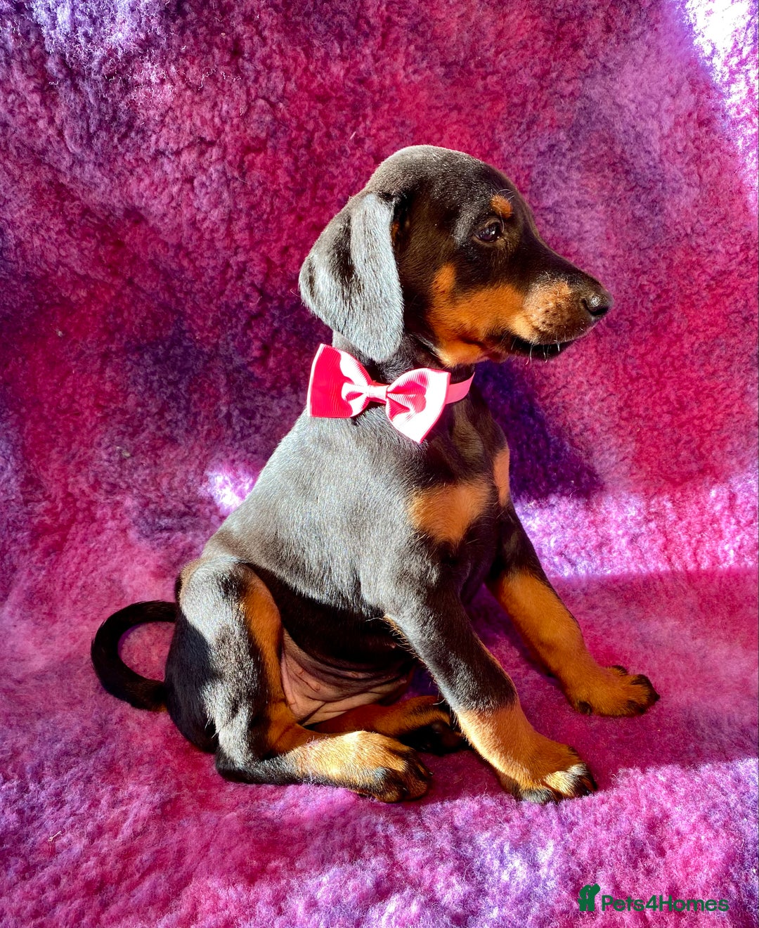 Dobermann dogs for sale: KC REG HEALTH TESTED EUROPEAN DOBERMAN : REDUCED! - Advert 3