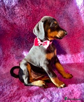 Dobermann dogs KC REGISTERED HEALTH TESTED EUROPEAN DOBERMAN PUPS - Advert 3