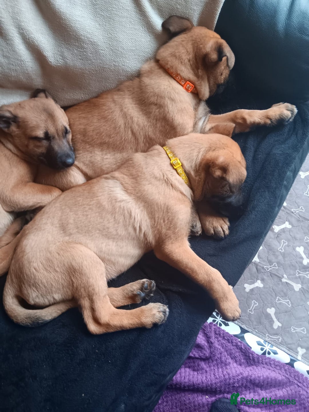 Belgian Shepherd Dog dogs for sale: Belgian Shepherd - Malinois  - Advert 29