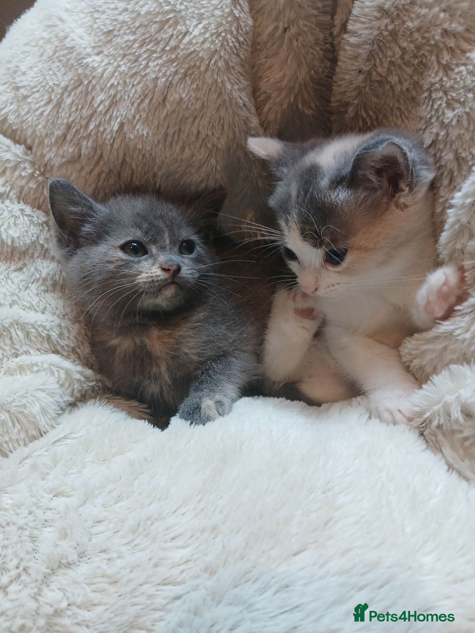 British Shorthair cats British shorthair kittens - Advert 1