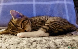 Maine Coon cats for sale: Kittens for sale half main coon - Image 15