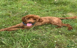 Cavapoo dogs for sale: Exquisite little cavapoos ready to go! - Image 14
