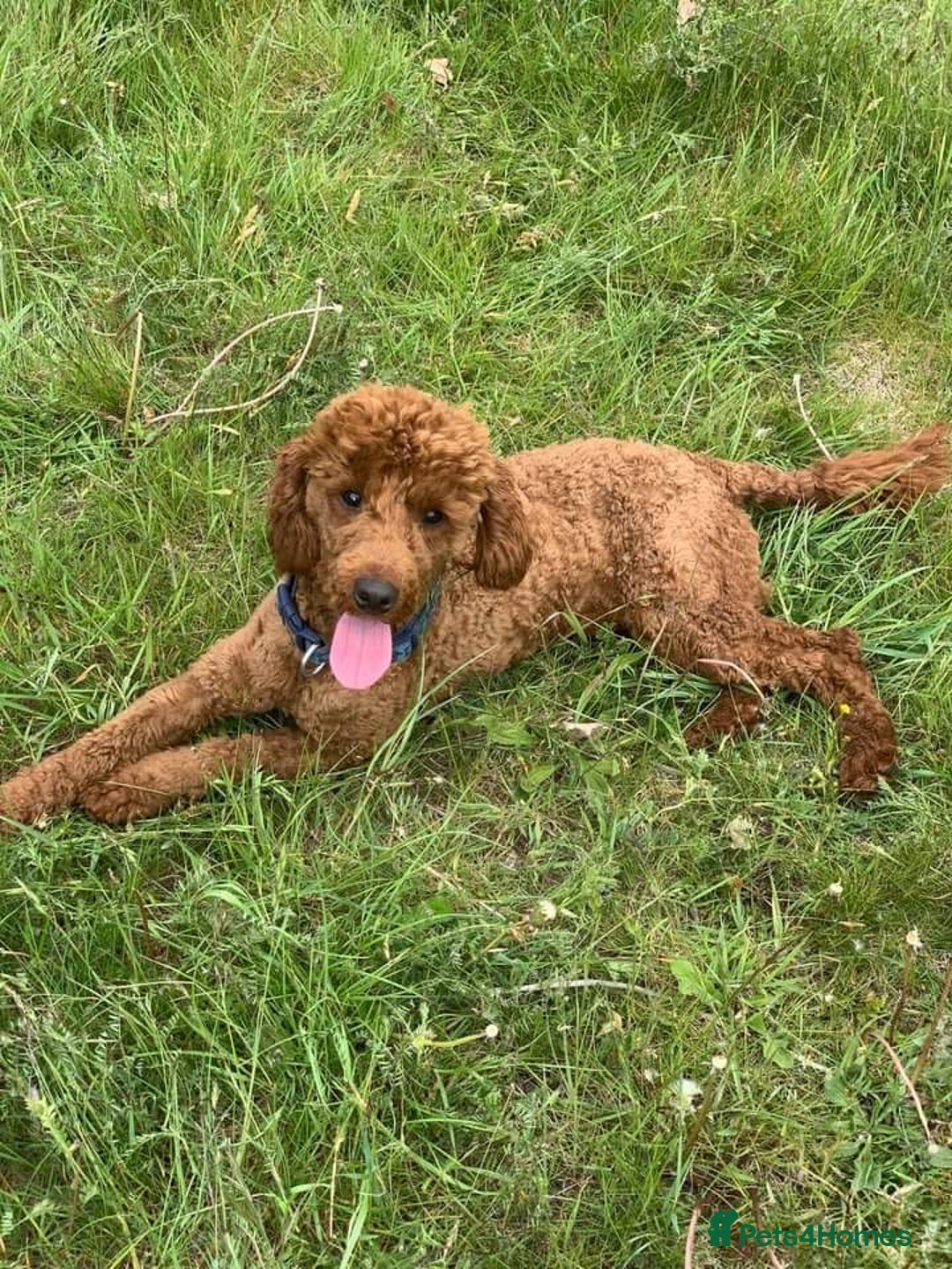 Cavapoo dogs for sale: Exquisite little cavapoos ready to go! - Image 14