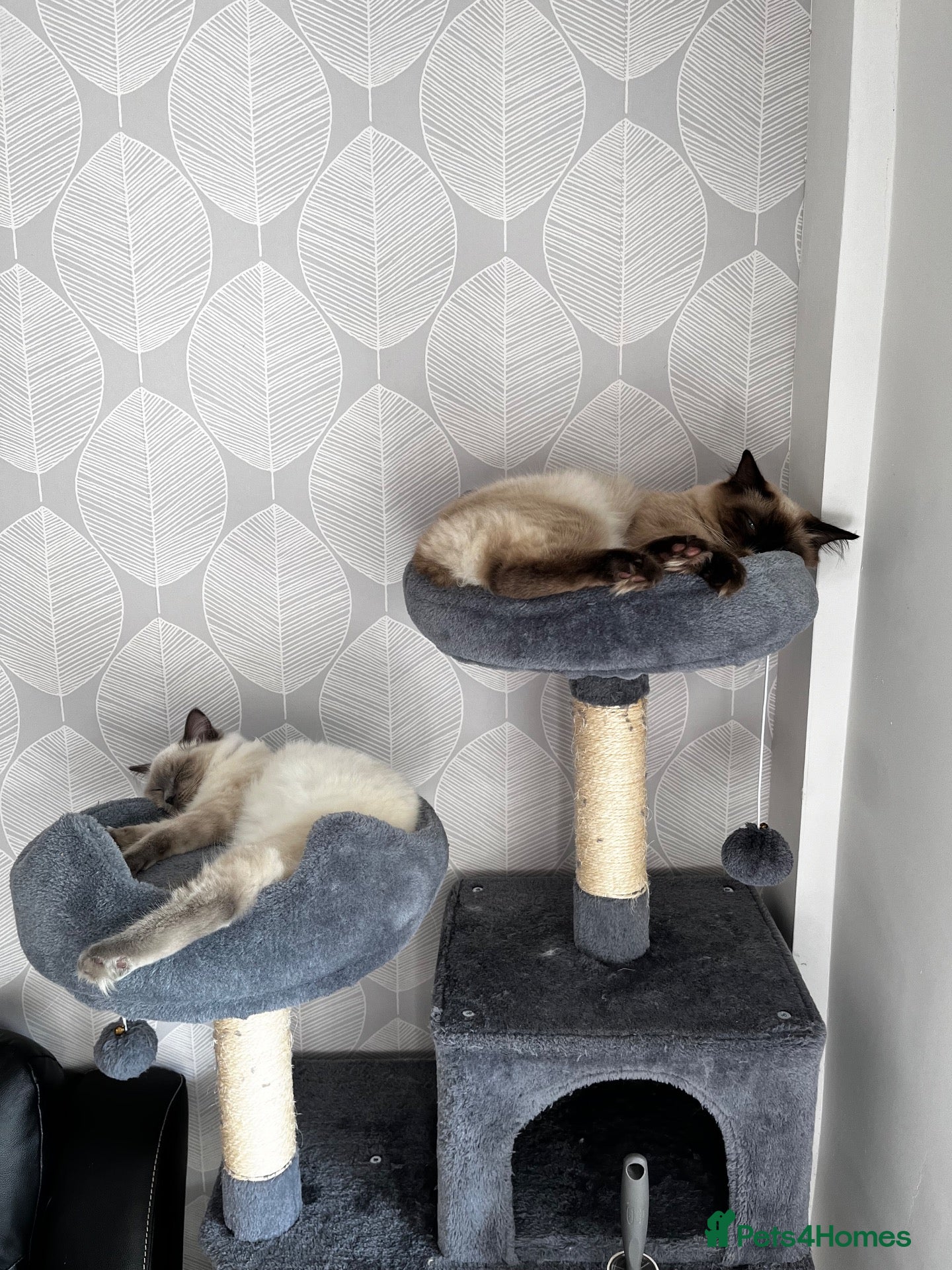 Ragdoll cats for sale: Fluffy seal point Ragdolls - Advert 1