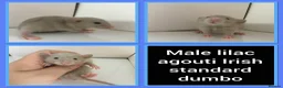 Rat rodents for sale: Adorable Baby Rats for Sale xx - Advert 32