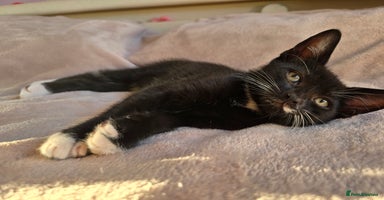 Domestic Shorthair cats - Advert 7