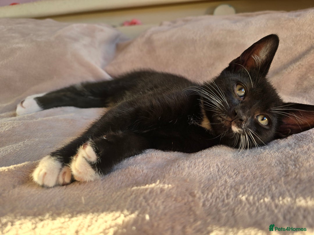 Domestic Shorthair cats for sale: 🐾Fully Vaccinated microchipped kitten BOY🐾 - Image 1