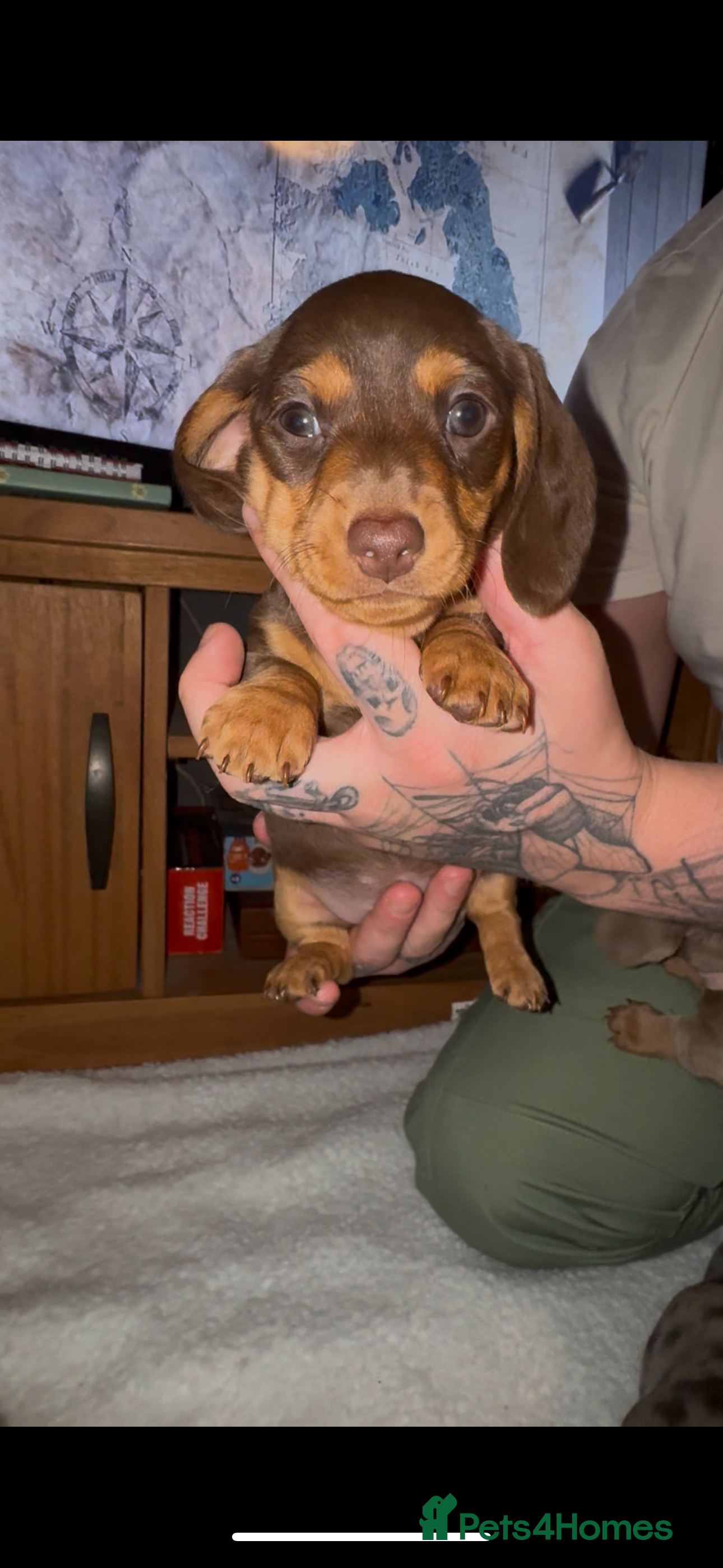 Miniature Dachshund dogs Miniature dachshund puppies - Advert 10