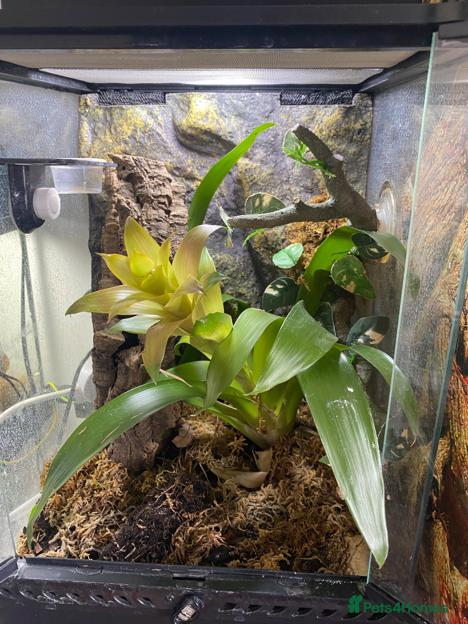 Gecko reptiles Juvenal crested gecko and set up - Advert 1