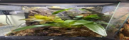 Gecko reptiles for sale: Juvenal crested gecko and set up - Advert 1