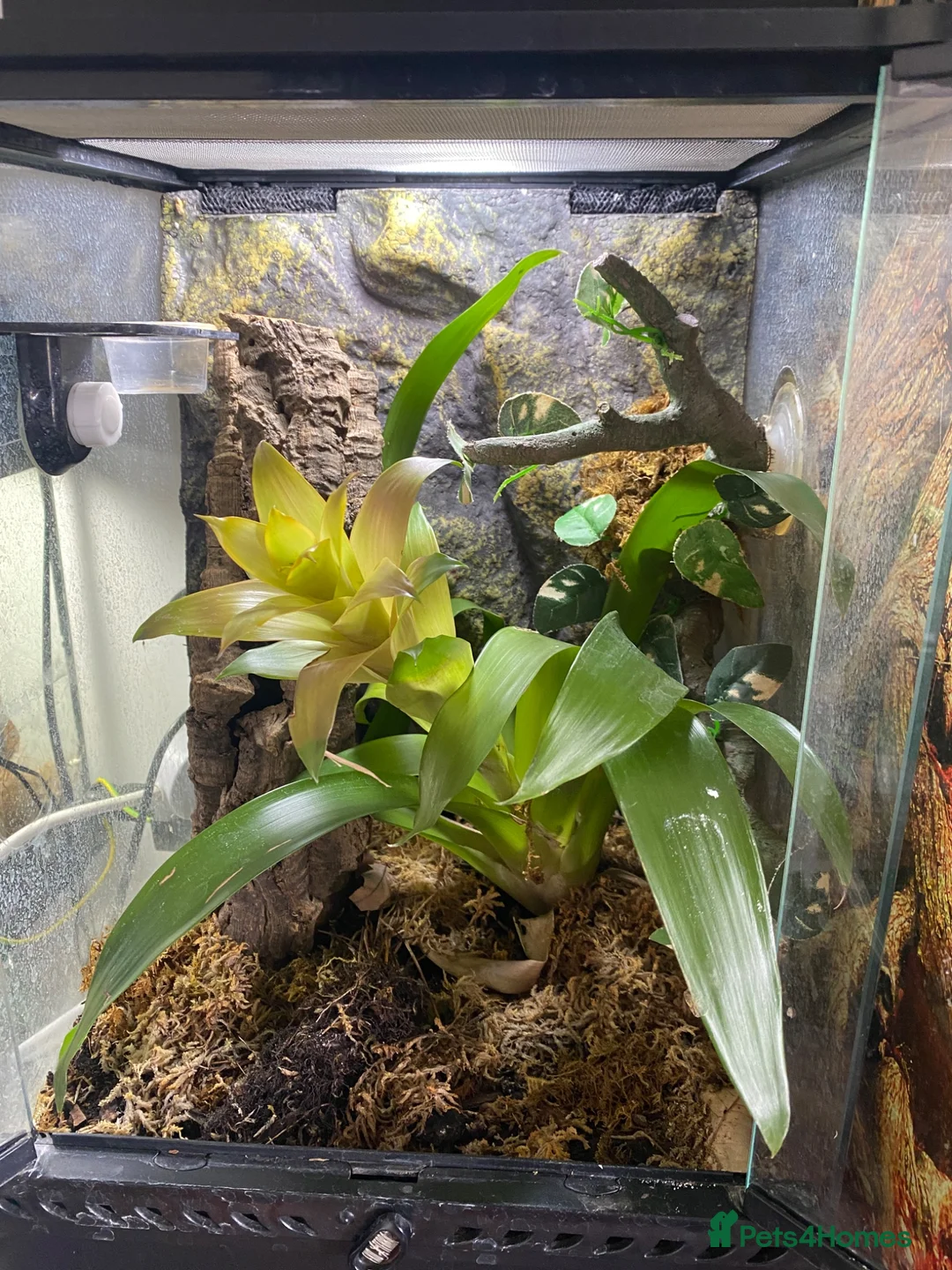 Gecko reptiles for sale: Juvenal crested gecko and set up - Advert 1
