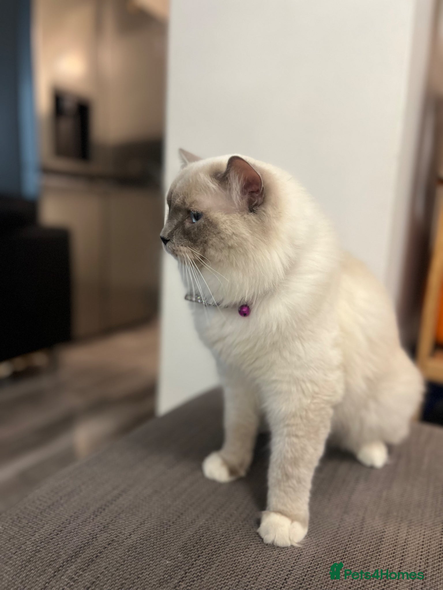 Ragdoll cats Ragdoll European line blue eyes  - Advert 1