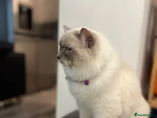 Ragdoll cats Ragdoll European line blue eyes - Advert 1