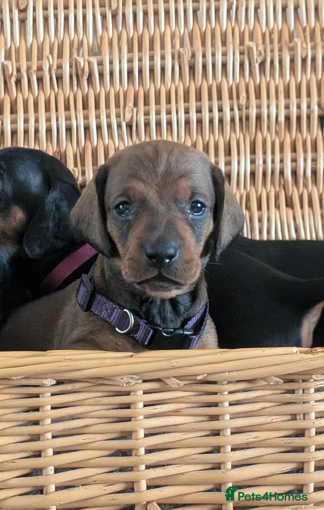 Dachshund dogs for sale: Quality Dachshund Standard Smooth Hair  - Advert 3
