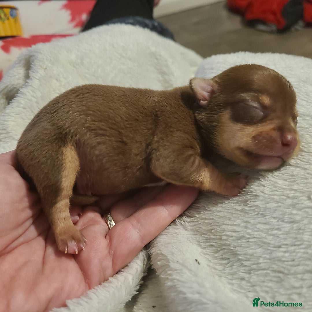 Chihuahua dogs for sale: Smooth coat chihuahuas - Image 16