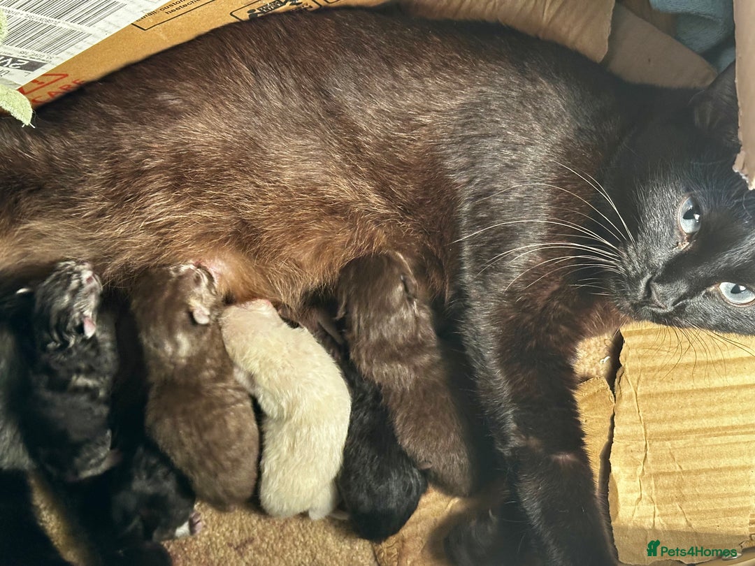 Persian cats for sale: CHOCOLATE PERSIAN KITTENS - Image 19