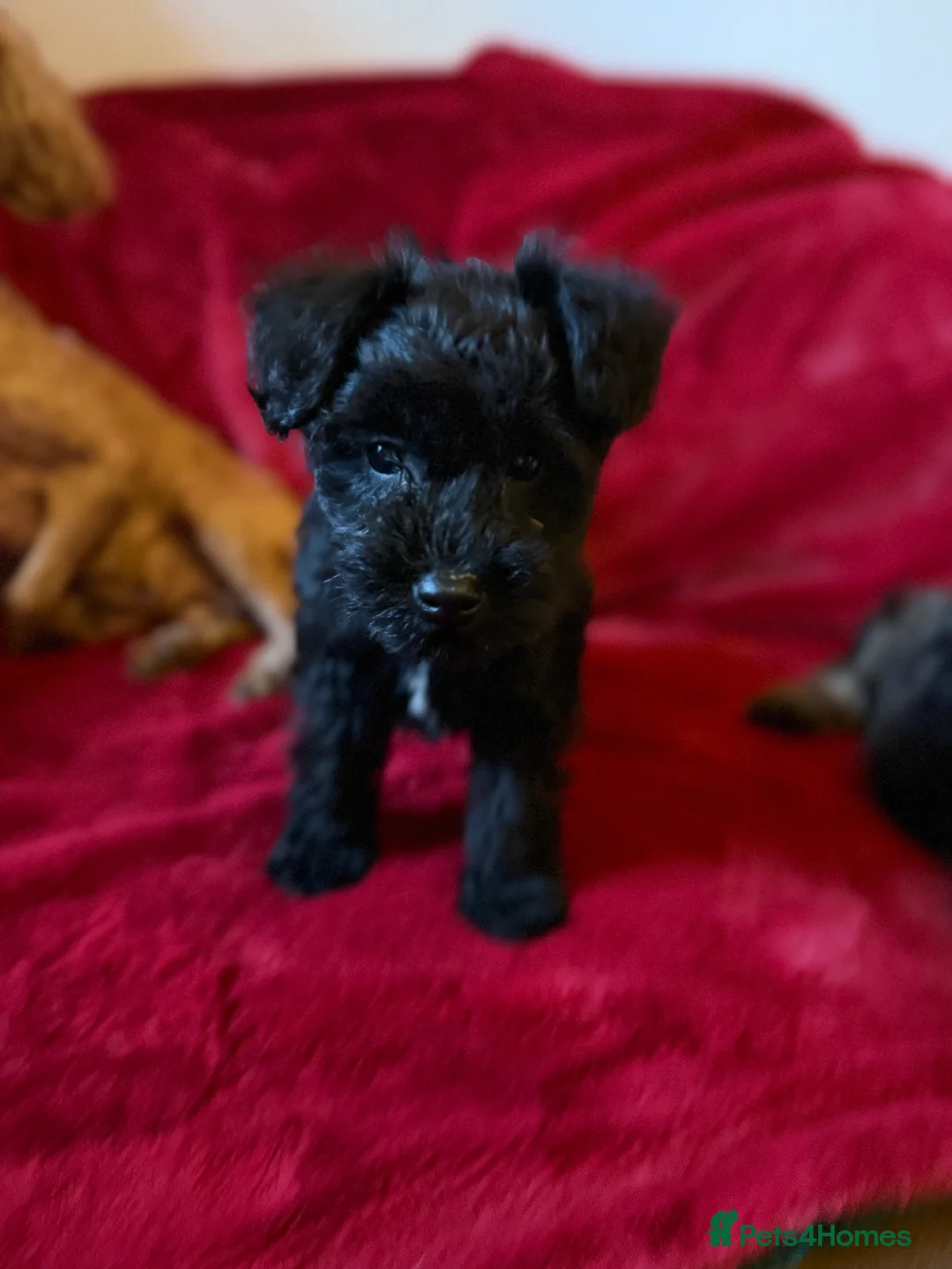 Mixed Breed dogs for sale: Two beautiful mini schnoodle pups - Advert 10