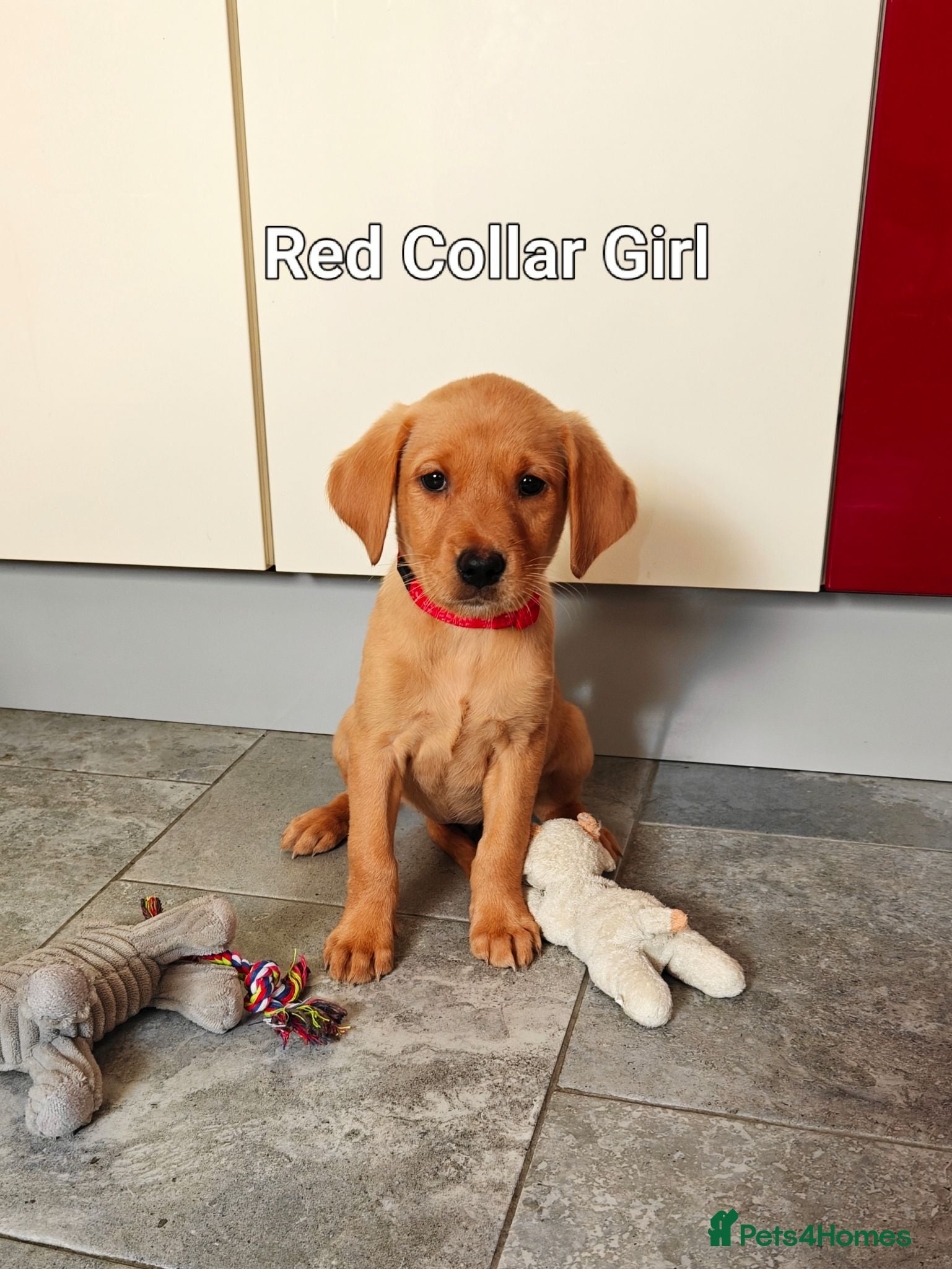 Labrador Retriever dogs Kc Reg Fox Red Labs From Health Tested Parents  - Advert 1