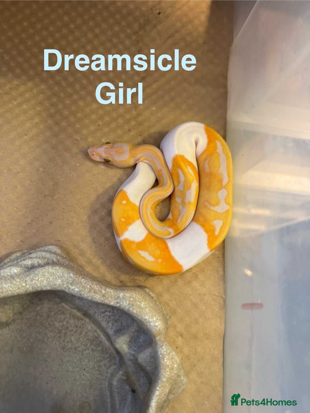 Python Snake reptiles for sale: Ball python collection  - Advert 1