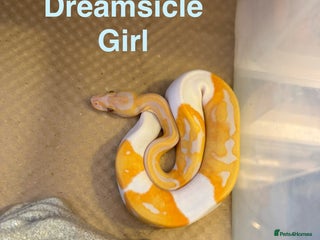 Python Snake reptiles Ball python collection - Advert 1