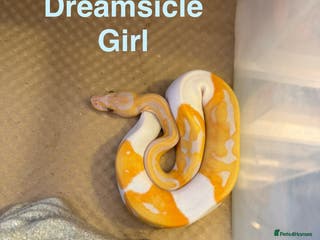 Python Snake reptiles Ball python collection - Advert 12