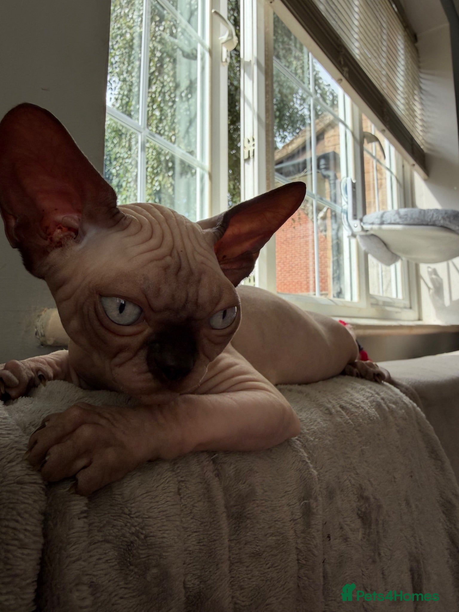 Sphynx cats Outstanding Sphynx Boy  - Advert 3