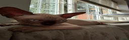 Sphynx cats for sale: Outstanding Sphynx Boy  - Advert 2