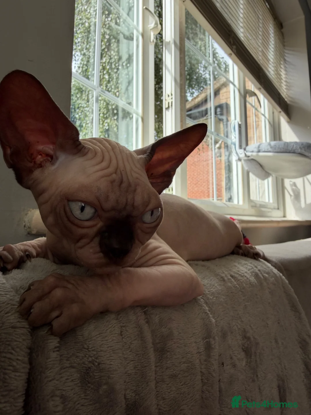 Sphynx cats for sale: Outstanding Sphynx Boy  - Advert 2
