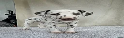 Dalmatian dogs for sale: Dalmatian Puppies  - Advert 4