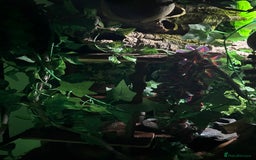 Gecko reptiles for sale: Harlequin Tricolour Crested Gecko + Large Tank - Advert 16