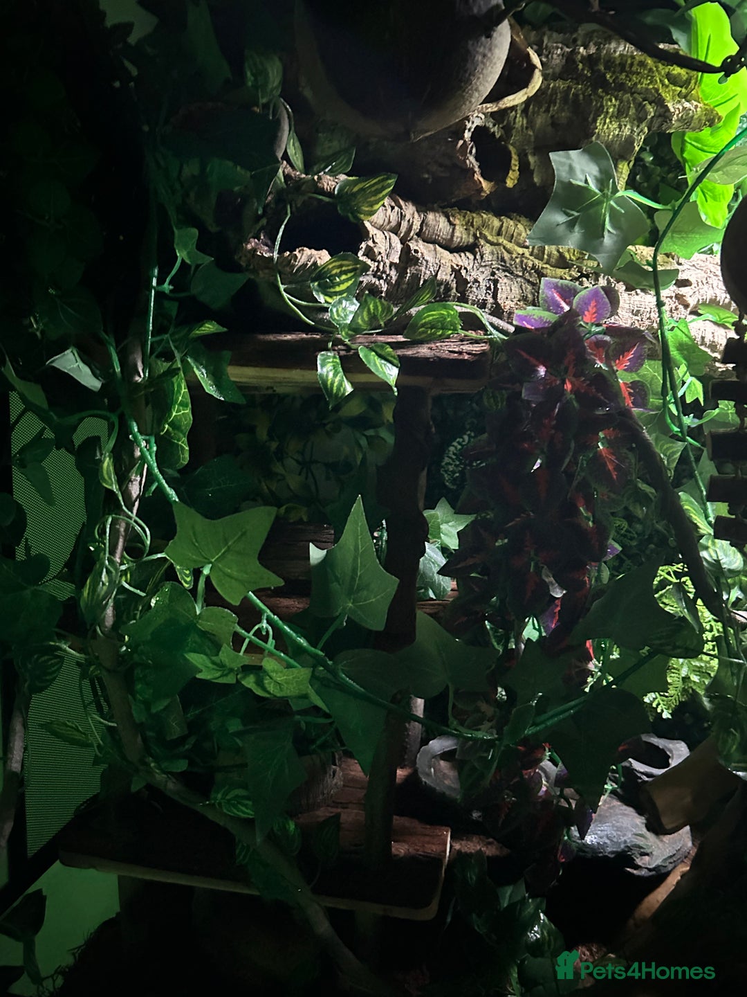 Gecko reptiles for sale: Harlequin Tricolour Crested Gecko + Large Tank - Advert 16