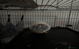 Rat rodents for sale: 2 male rats + cage and accessories  - Image 7