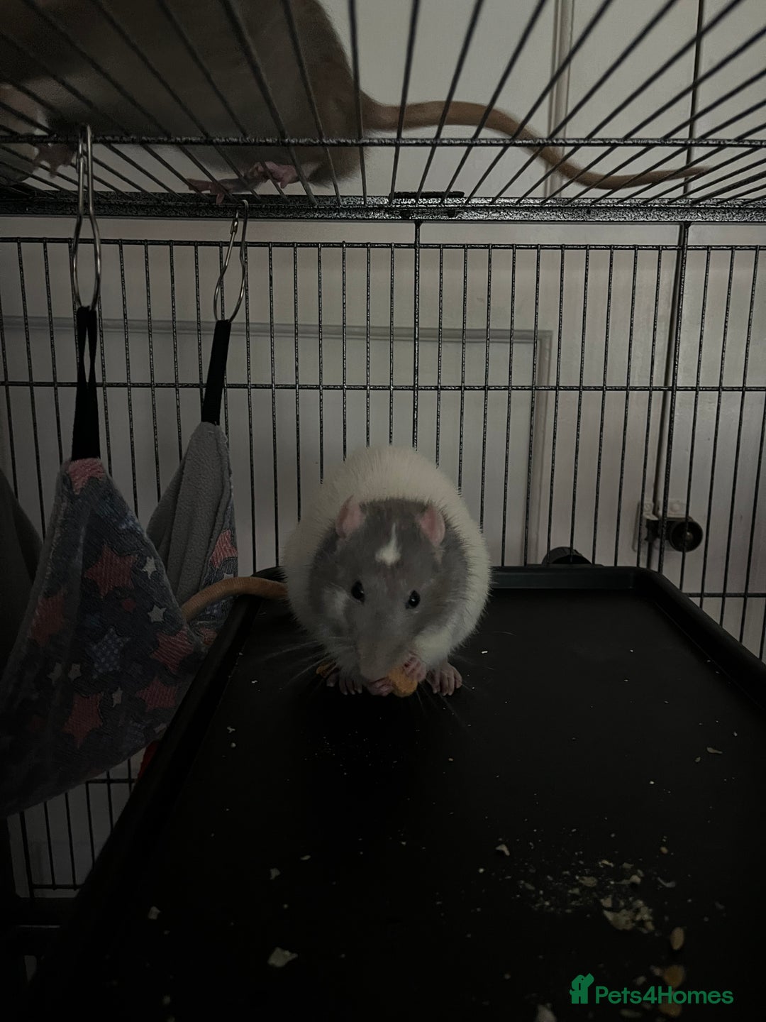 Rat rodents for sale: 2 male rats + cage and accessories  - Image 7