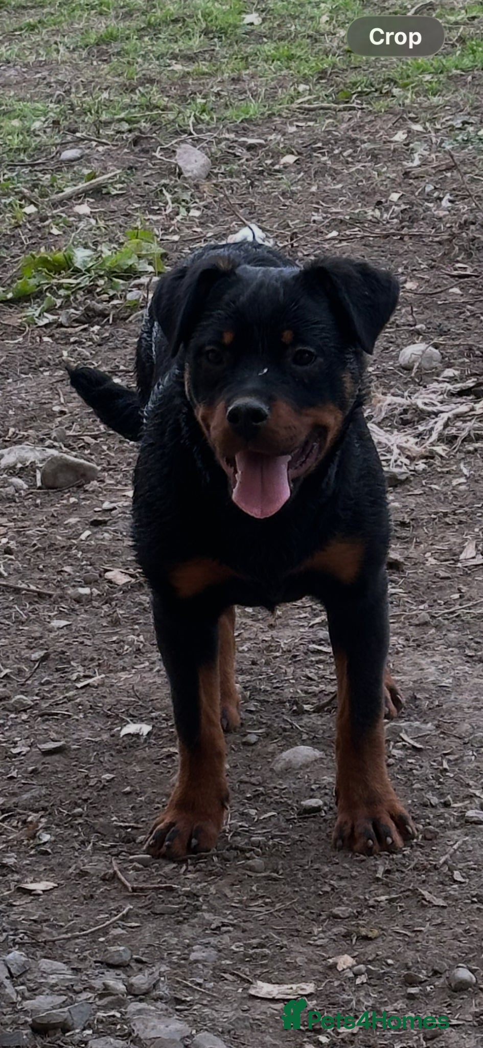 Rottweiler dogs Rottweiler Kc reg bitch 5 months old.  - Advert 1