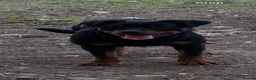 Rottweiler dogs for sale: Rottweiler Kc reg bitch 5 months old.  - Advert 1