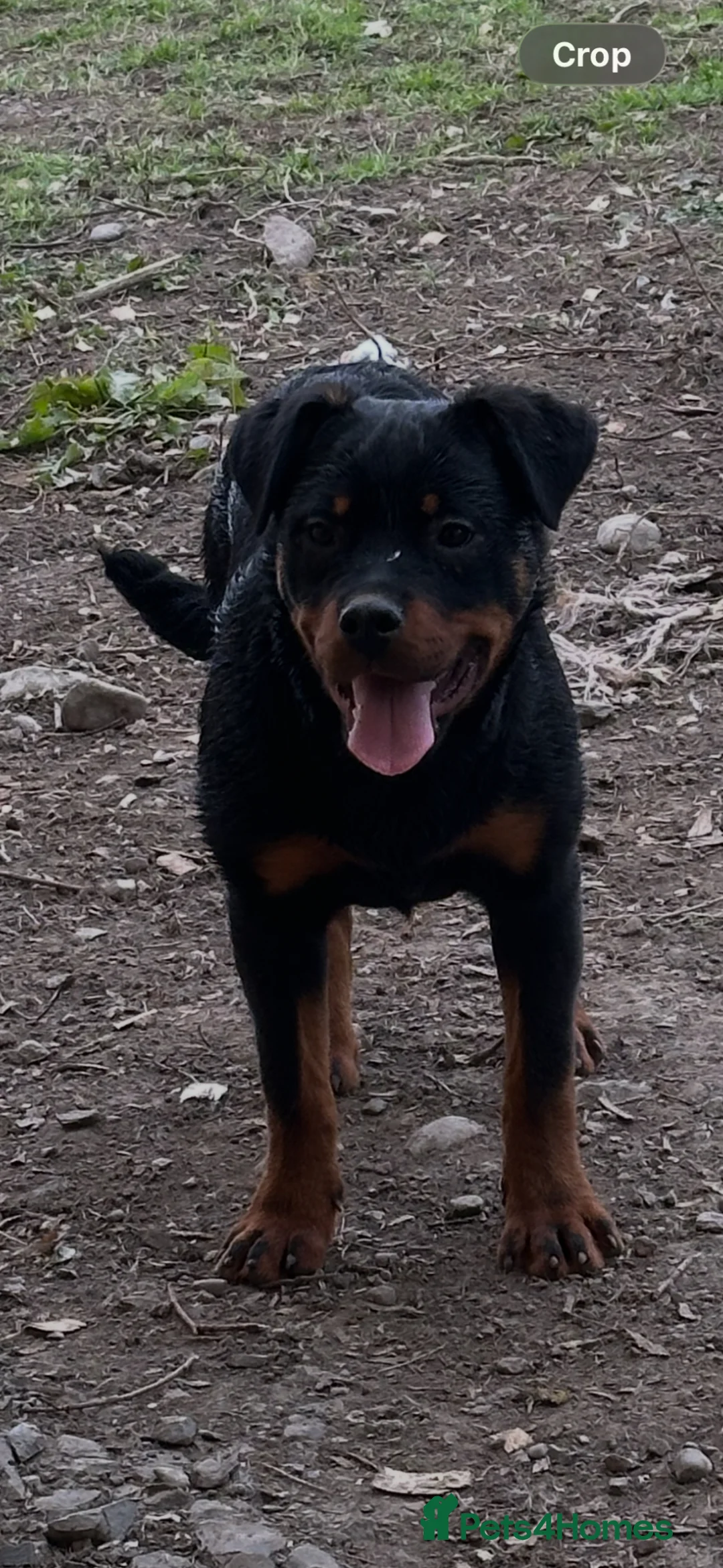 Rottweiler dogs for sale: Rottweiler Kc reg bitch 5 months old.  - Advert 1