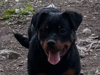 Rottweiler dogs Rottweiler Kc reg bitch 5 months old. - Advert 1