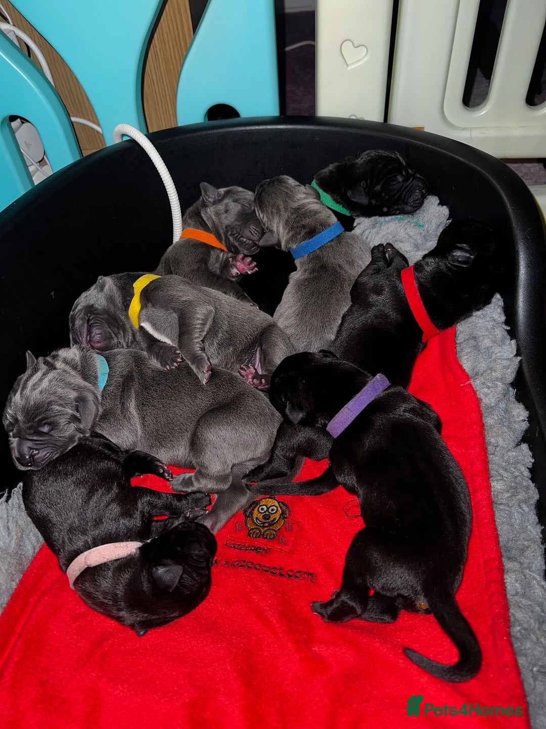 Great Dane dogs for sale: Great Dane puppies - Image 13