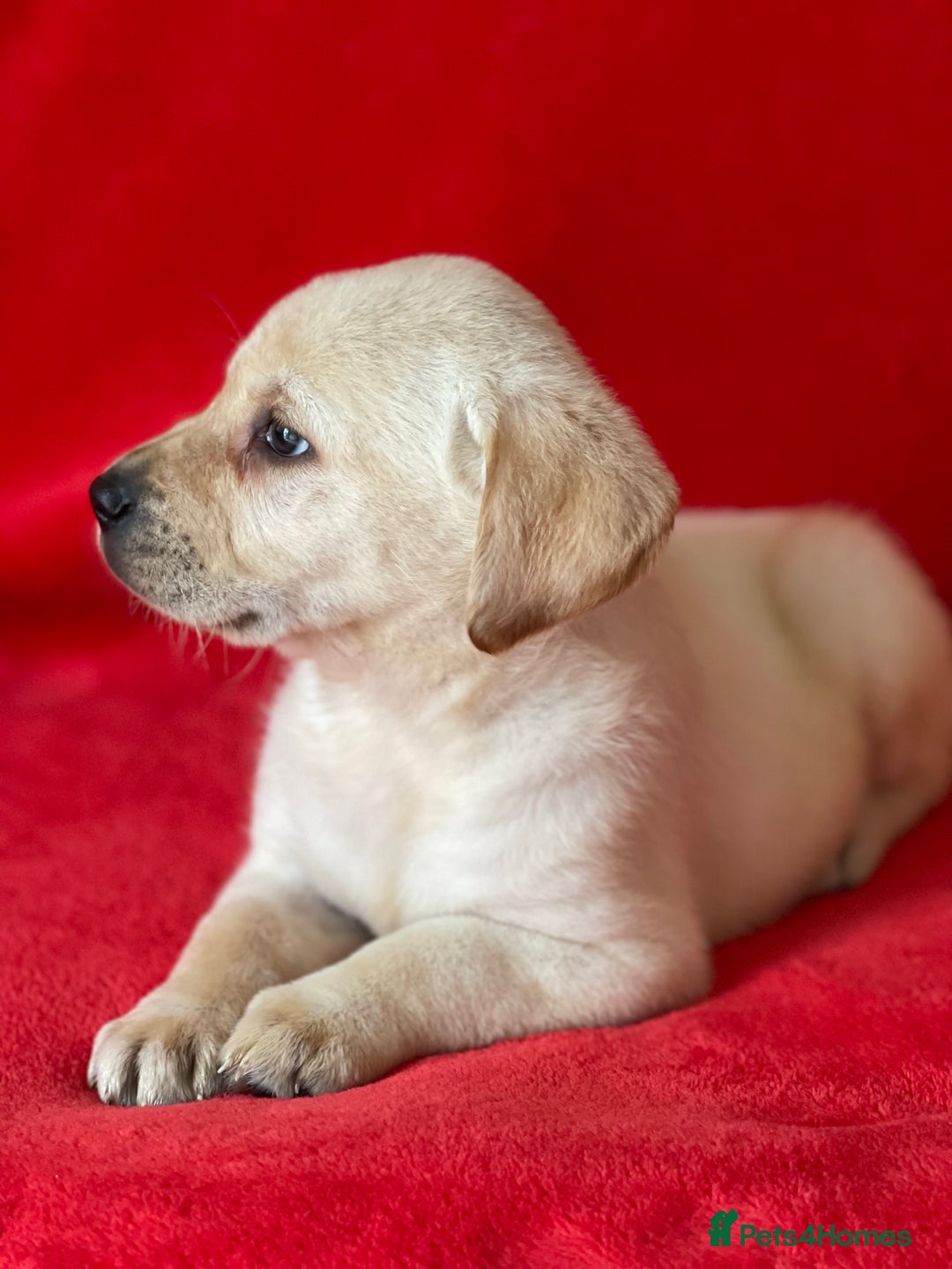 Labrador Retriever dogs for sale: Beautiful chunky Labrador pups NOW READY - Image 10