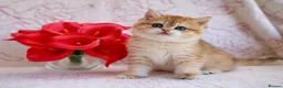 British Shorthair cats for sale: British shorthair available 🦁 - Advert 6