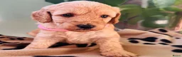 Miniature Poodle dogs for sale: 🐩KC-registered Miniature Poodles Raised with care - Advert 8