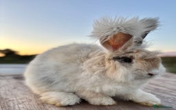 Angora rabbits for sale: Fully Vaccinated Pedigree Angoras Doe Ready Now  - Image 5