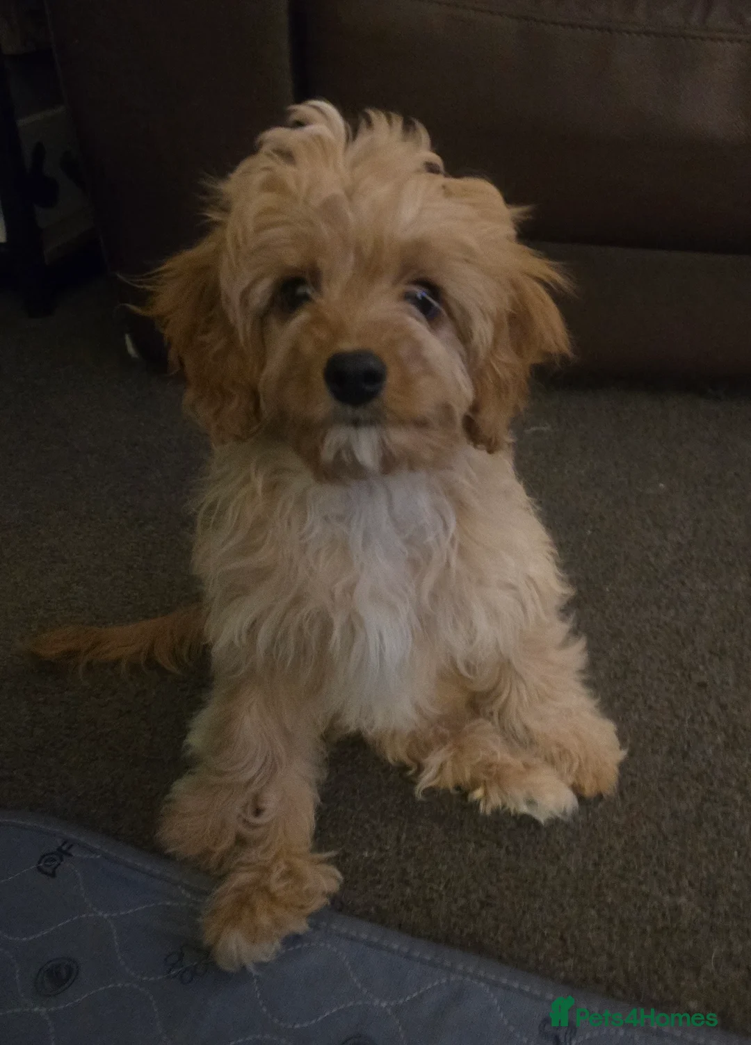 Cavapoo dogs for sale: 🐾Cavapoo: Litter Embark DNA Tested, Sire KC Reg🐾 - Advert 16