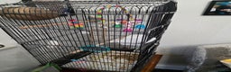 Lovebirds birds for sale: Lovebird For Sale with cage Bargain - Advert 3