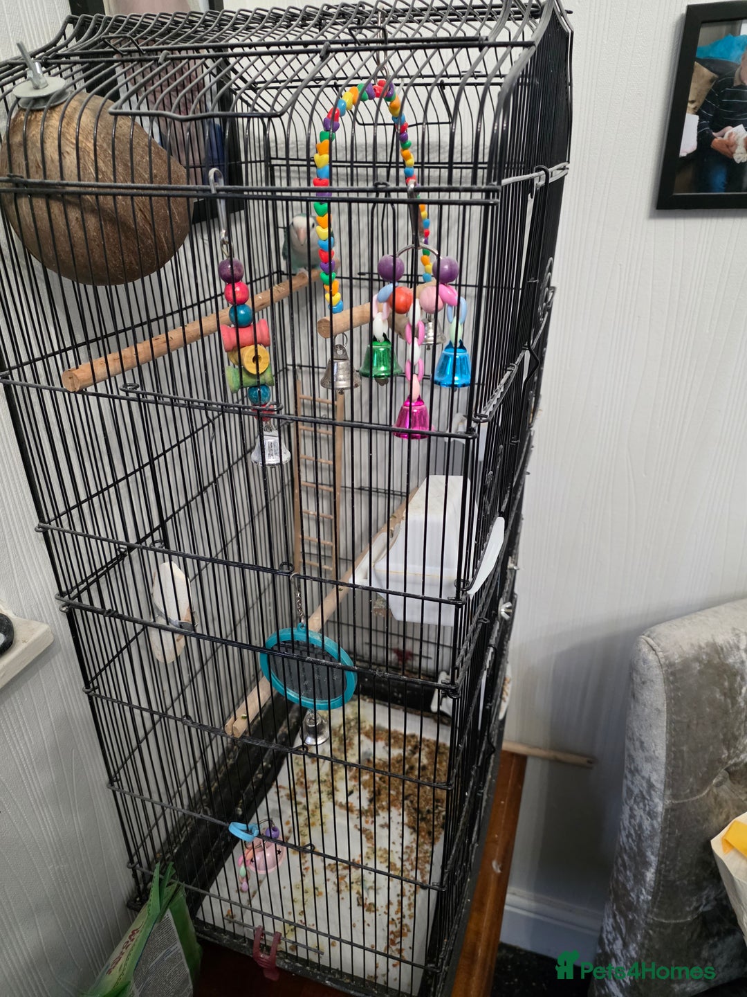 Lovebirds birds for sale: Lovebird For Sale with cage Bargain - Advert 3