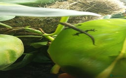 Gecko reptiles for sale: Mourning Gecko hatchlings. - Image 32