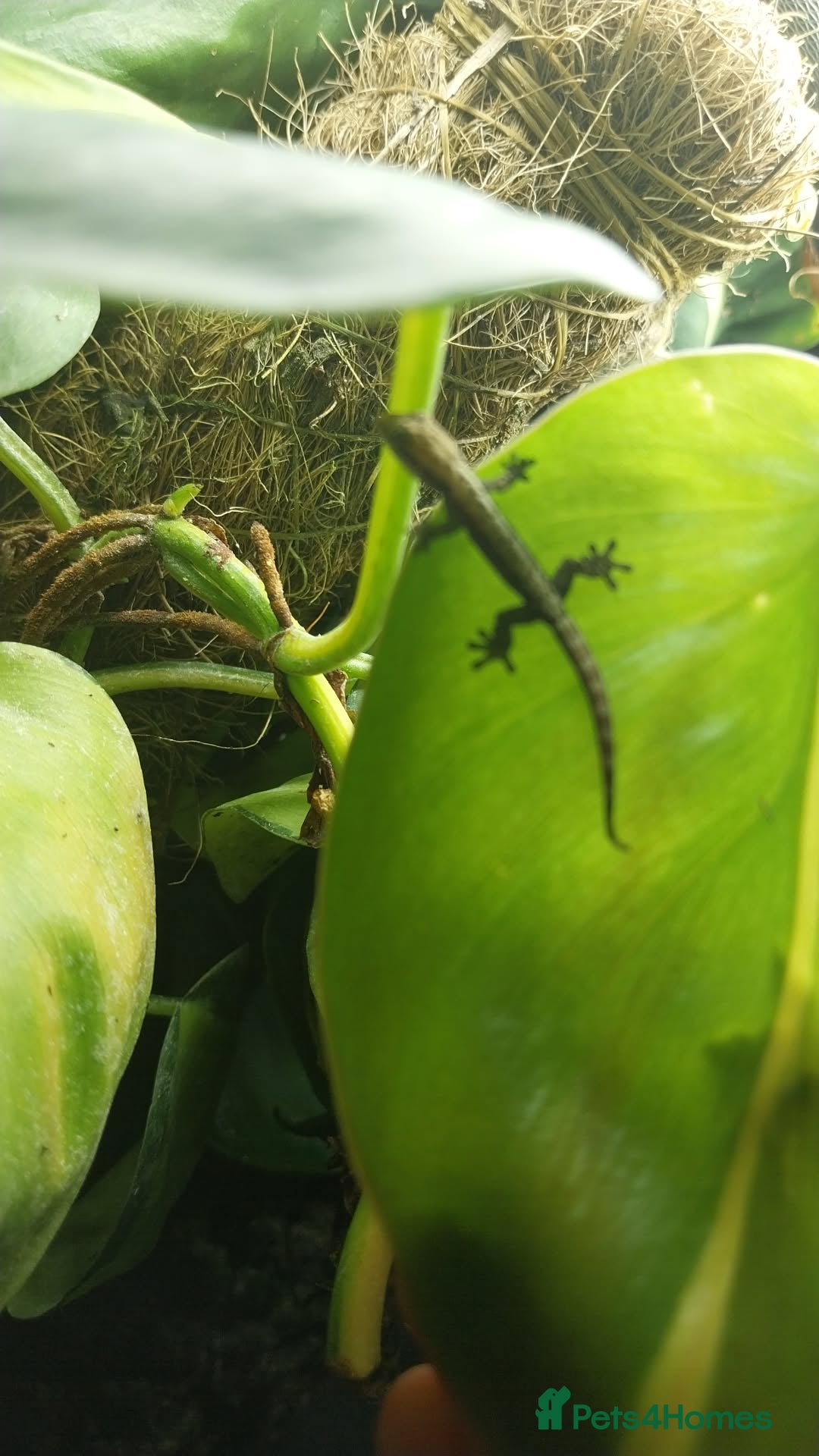 Gecko reptiles for sale: Mourning Gecko hatchlings. - Image 32