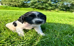 English Springer Spaniel dogs for sale: KC REG ENGLISH SPRINGER SPANIEL - Image 12