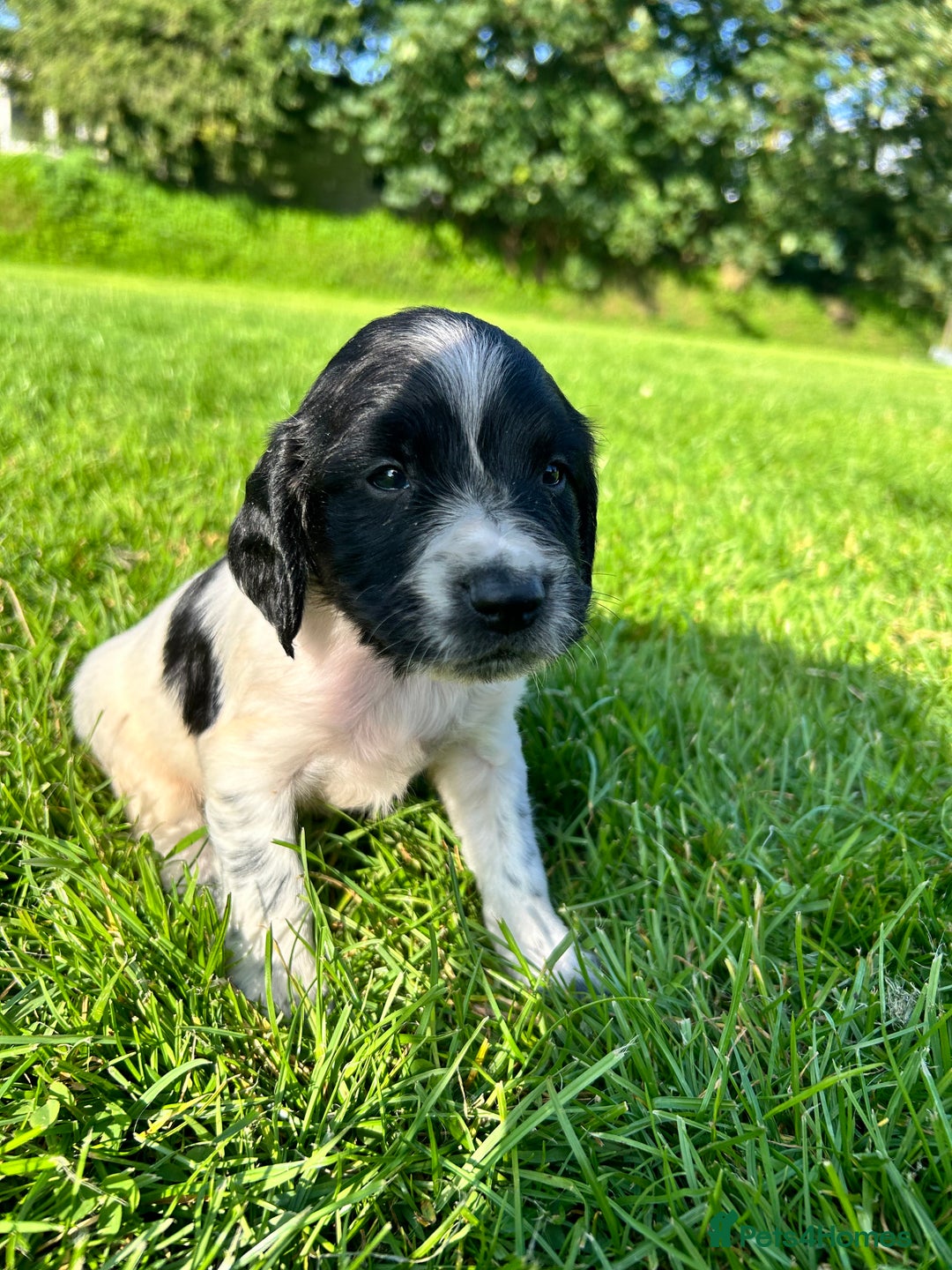 English Springer Spaniel dogs for sale: KC REG ENGLISH SPRINGER SPANIEL - Image 12